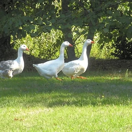 Ferme Saint Joseph Bed and breakfast