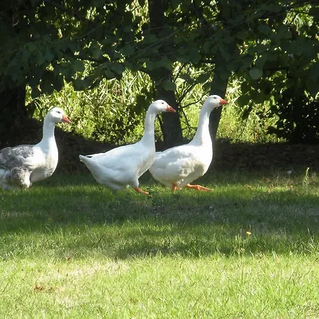 Bed and breakfast Ferme Saint Joseph Le Fousseret