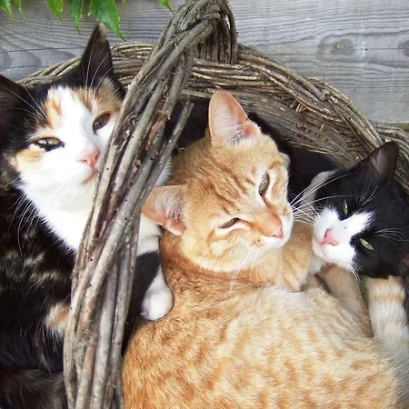 Ferme Saint Joseph לינה וארוחת בוקר