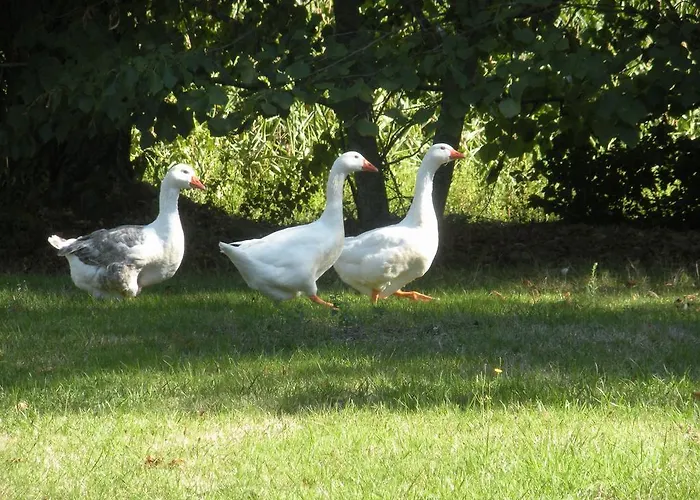 ベッド・アンド・ブレックファスト Ferme Saint Joseph Le Fousseret