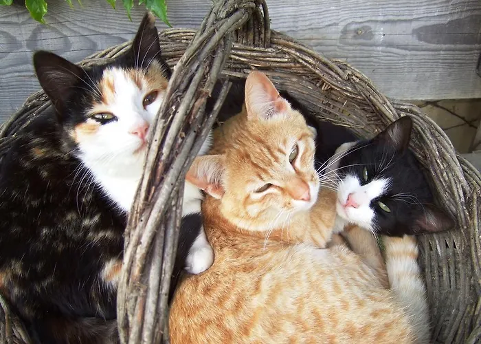 Ferme Saint Joseph ベッド・アンド・ブレックファスト