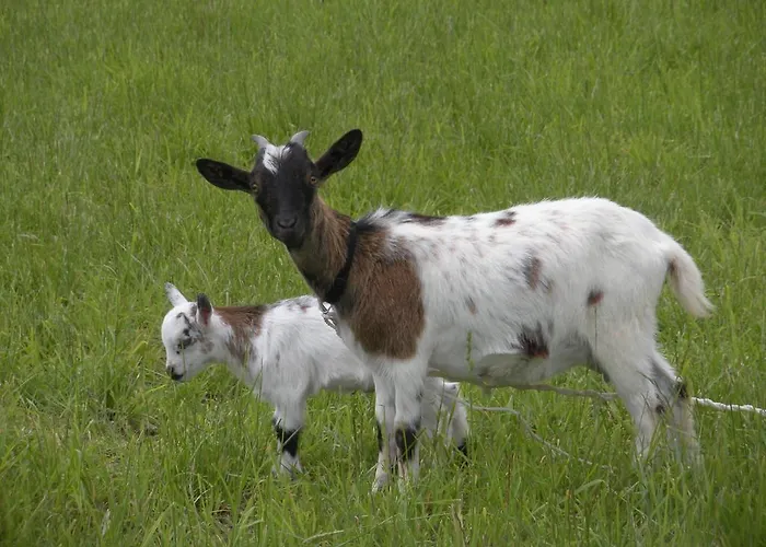 Ferme Saint Joseph Le Fousseret